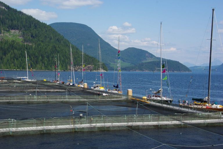 Protesters ordered off Marine Harvest Midsummer Island fish farm