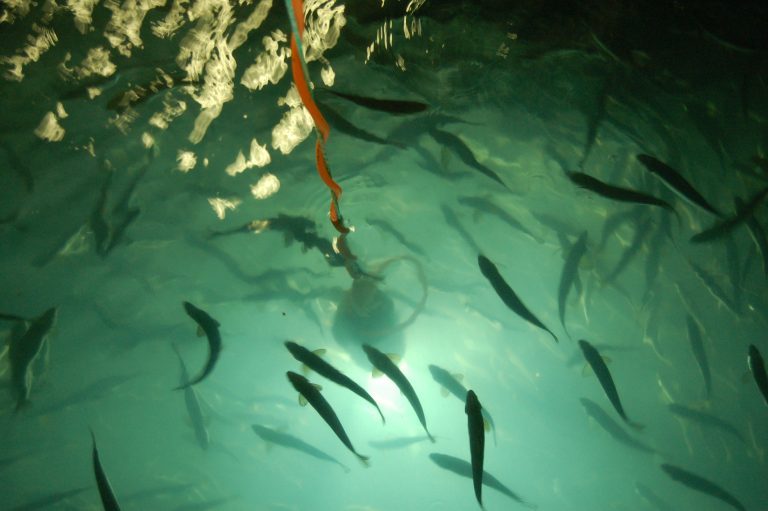 Nova Austral building $30Mn smolt facility