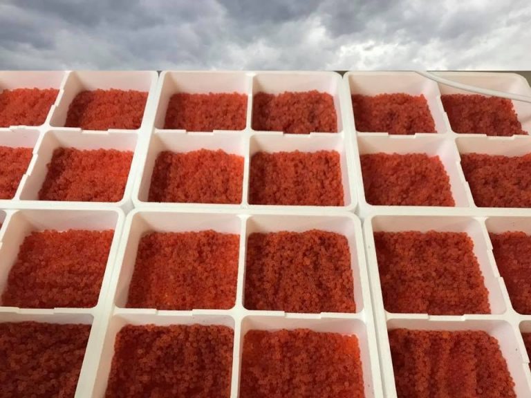 African trout to give salmon a run