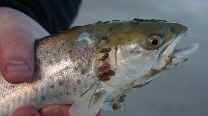 wild sea trout with sea lice