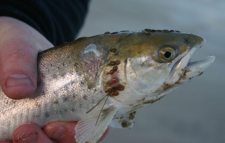 Wild fish lobby names and shames Scottish fish farms exceeding lice limit