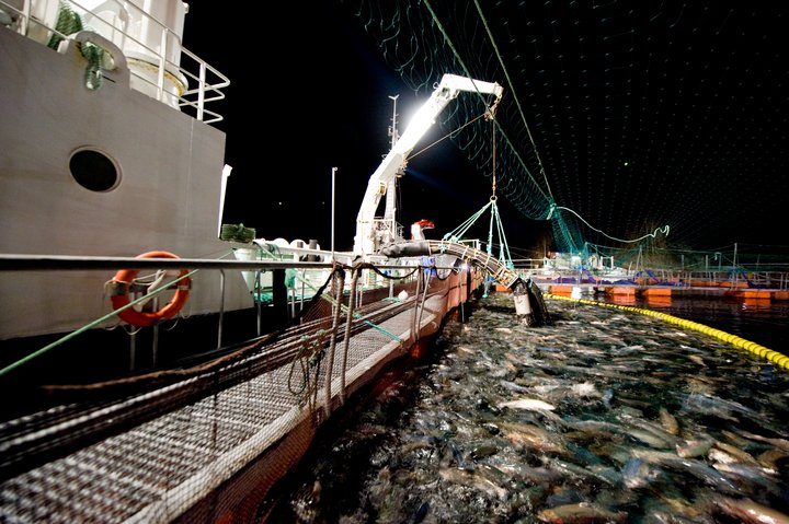 Norway’s Q1 salmon exports worth €2.2Bn