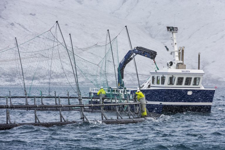 Article finds Faroese advantage