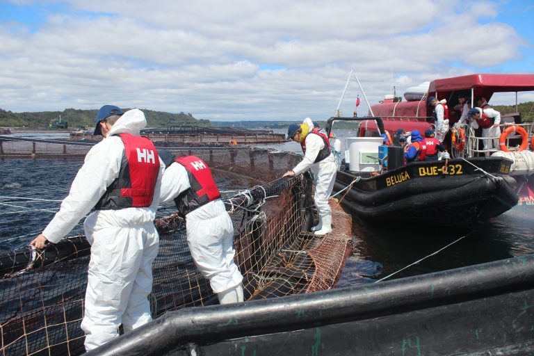 Aquaculture not causing algal blooms, Chileans still having to say