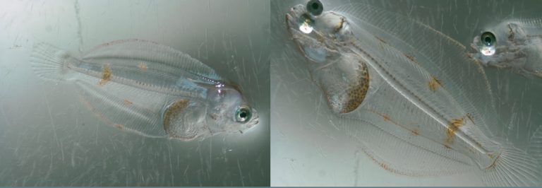 Researchers find larval-stage nutrient delivery system