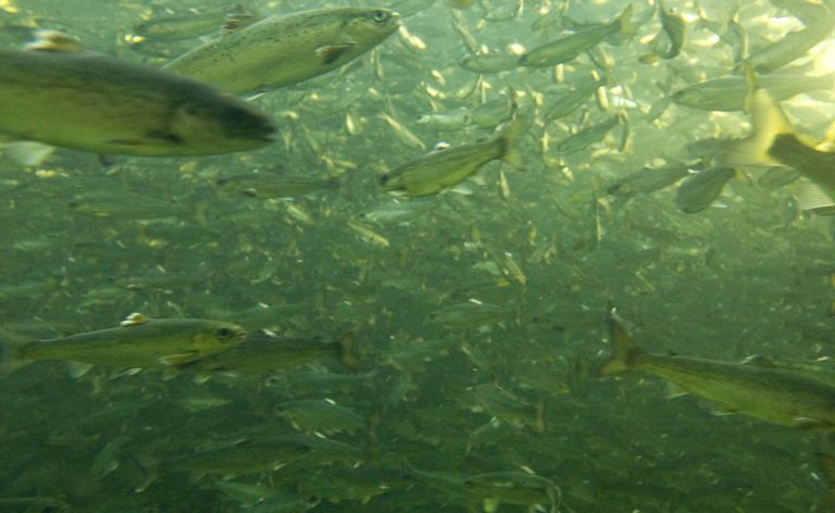 U.S. blacklisting of Huawei is expensive for China’s seafood