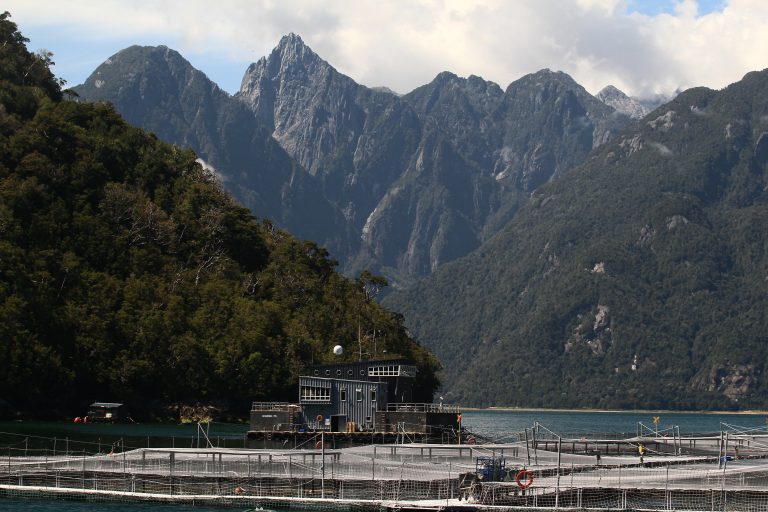 Market overreacting to Chilean algae: analyst