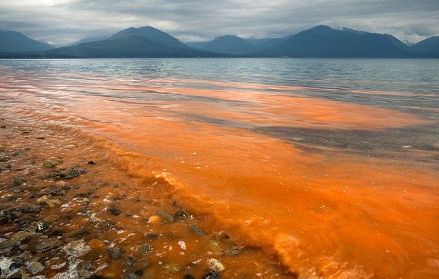 Toll from deadly algae bloom rises