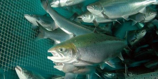 Researchers link higher mortality to larger fish