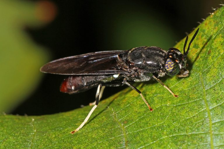 Insect feed maker raises €15Mn for more plant