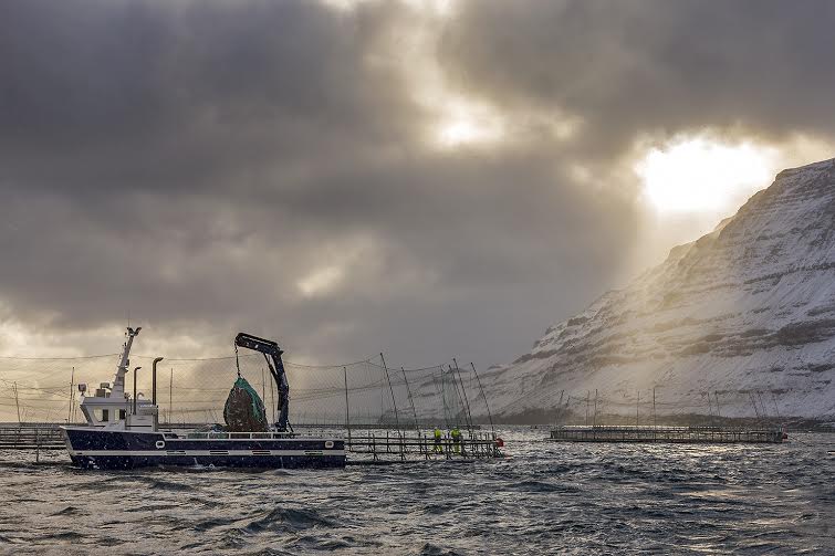 Currency-fueled price increase for salmon