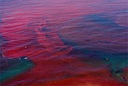 Chilean officials log “massive” salmon losses