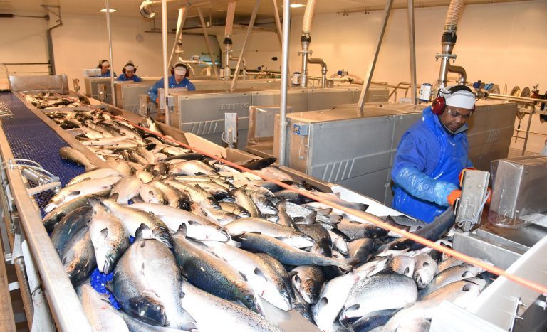 Salmon price surges over €8