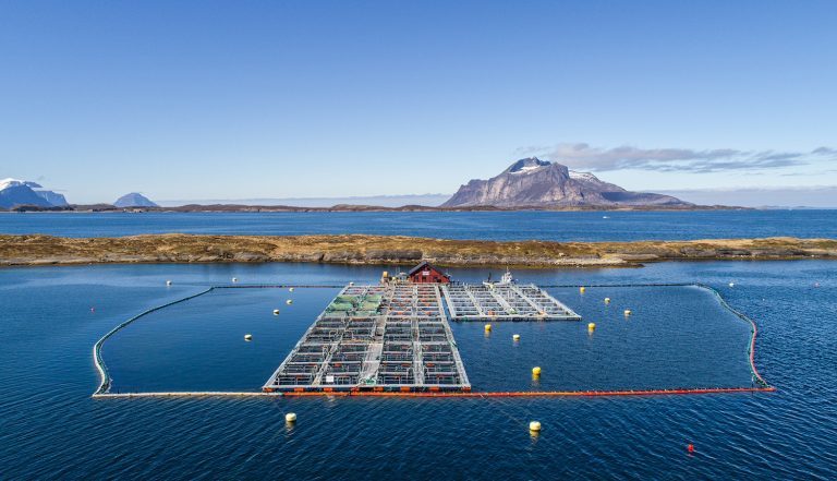 First crop of insect-fed salmon shows promise