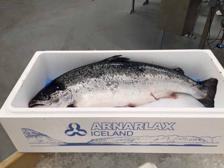 Arnarlax announces cull after “seasonal” losses