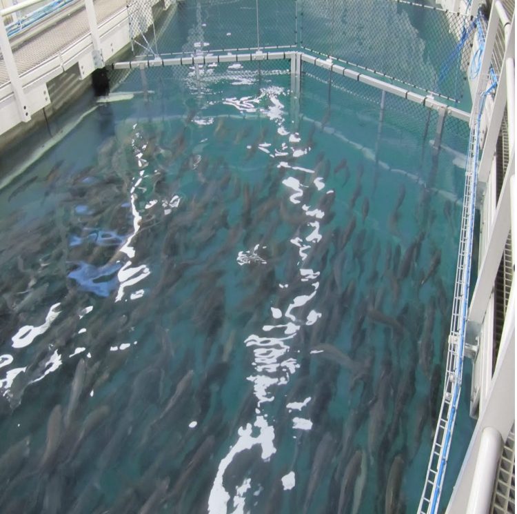 Eyeing 5,000 t, Aquabanq hurries new US RAS project