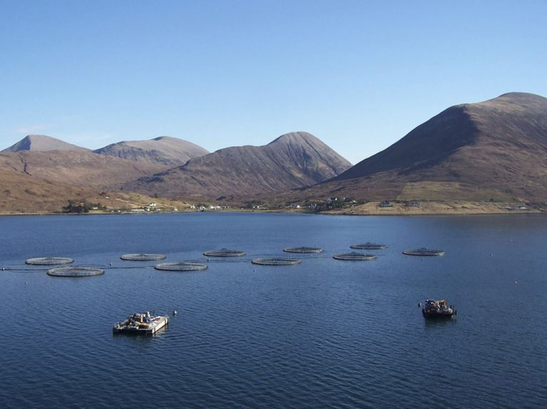 Inquiry finds “insufficient evidence” for Scottish salmon farming moratorium