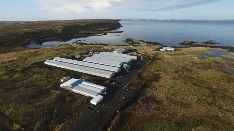Grieg NL signs “triploid” deal with Benchmark’s StofnFiskur