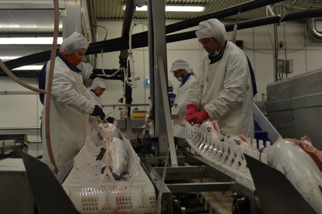 Norwegian processor’s rescue suggests Pinney’s needs local hero