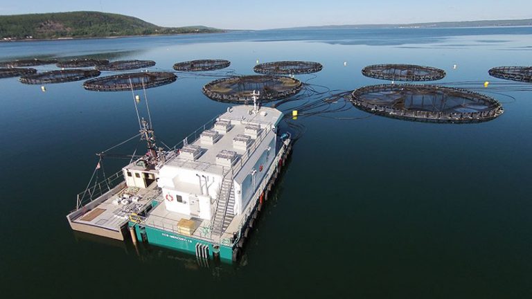 Authorities to investigate salmon die-off at Cooke Aquaculture’s Maine site