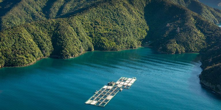 NZ King Salmon COO resigns