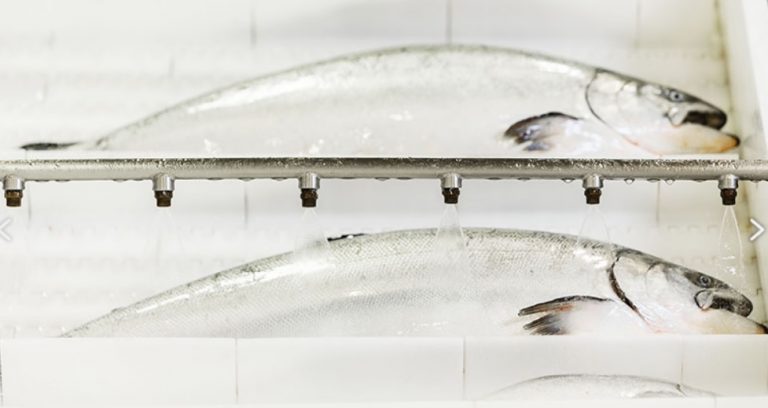 New Zealand King Salmon “survives” hot summer after profits record