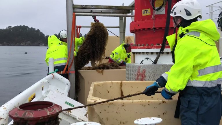 Salmon farmer Leroy commercialising algae on-the-side