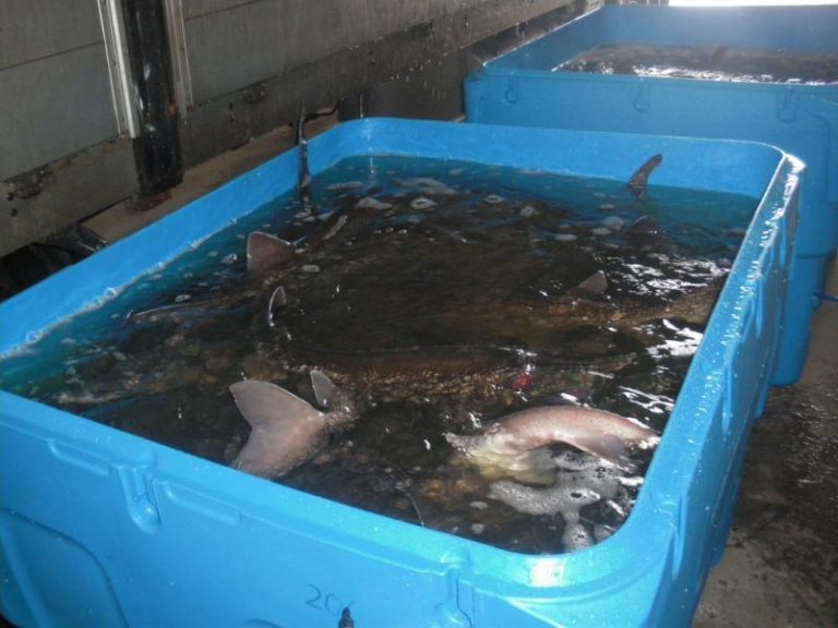 Entrepreneur perfects live salmon sensor tracking technology thanks to unusual inspiration