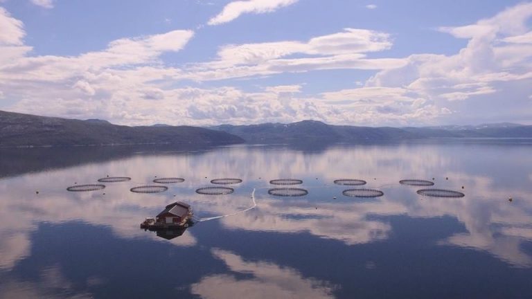 13 companies paid out € 243 million at salmon license auction