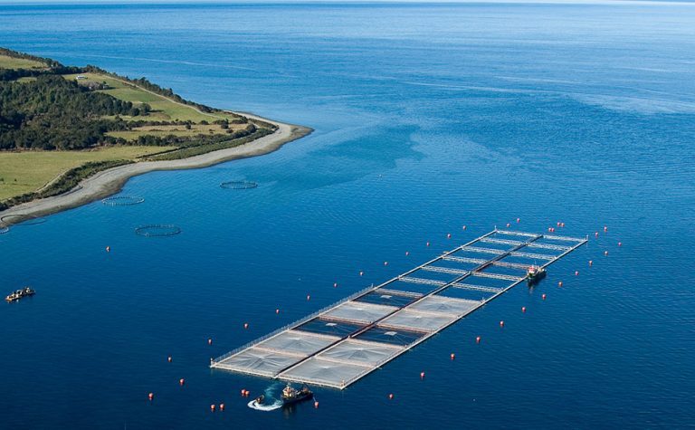 Bloomberg: Chile’s salmon industry needs consolidation to grow
