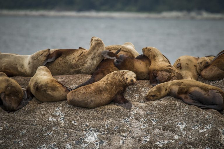 Sea lion kill bill picks up speed in US