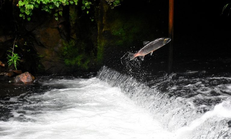 Warmer waters dramatically reduce Alaska salmon