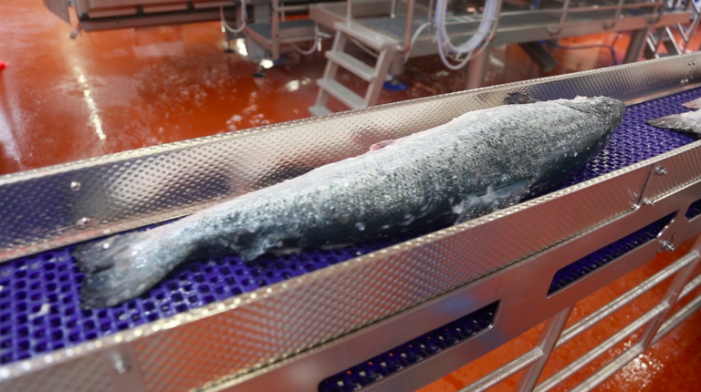 High contract prices demonstrate faith in 2019’s salmon market