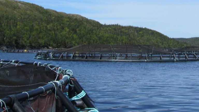 ISA suspicion at Mowi-owned sea site in Canada