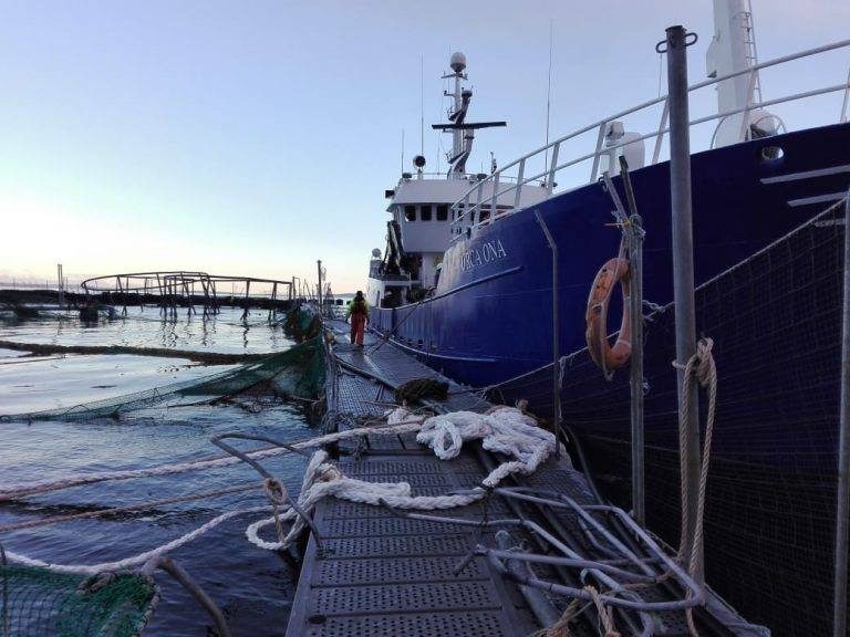 Marine Harvest Chile storm: 680,000 fish have escaped