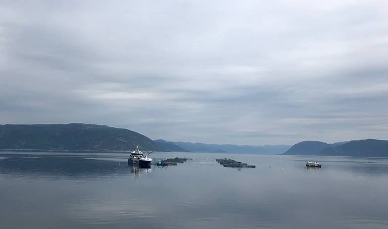 Gentler tides ahead for salmon prices next week