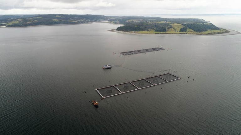 Government requests closure of Marine Harvest Chile farm after huge storm salmon escape