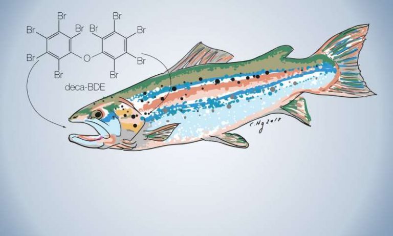 New study helps trace hazardous chemicals in salmon farms