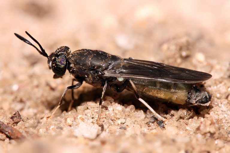 Are flies the future of sustainable salmon feed?