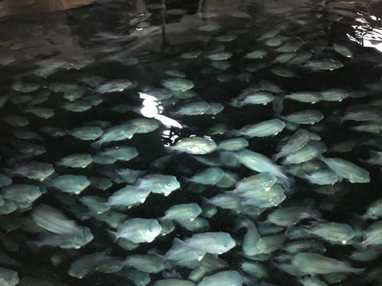Virus sealed fate of 400,000 cleaner fish at SalMar plant