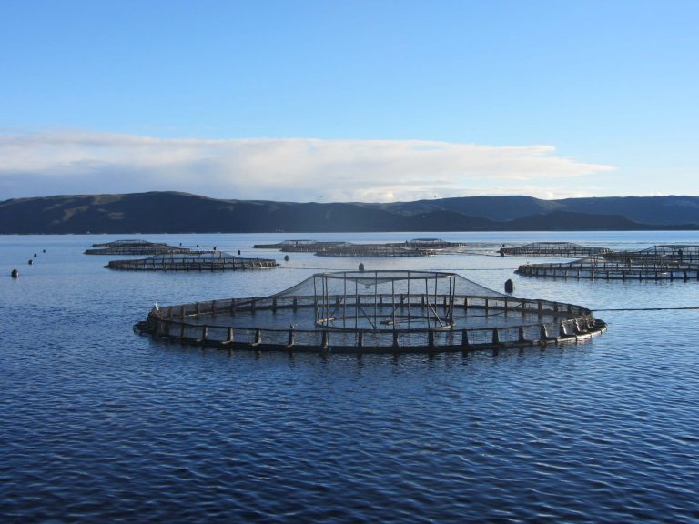 Salmon farming lease granted in Tasmania in joint operation between Tassal and Petuna Seafoods