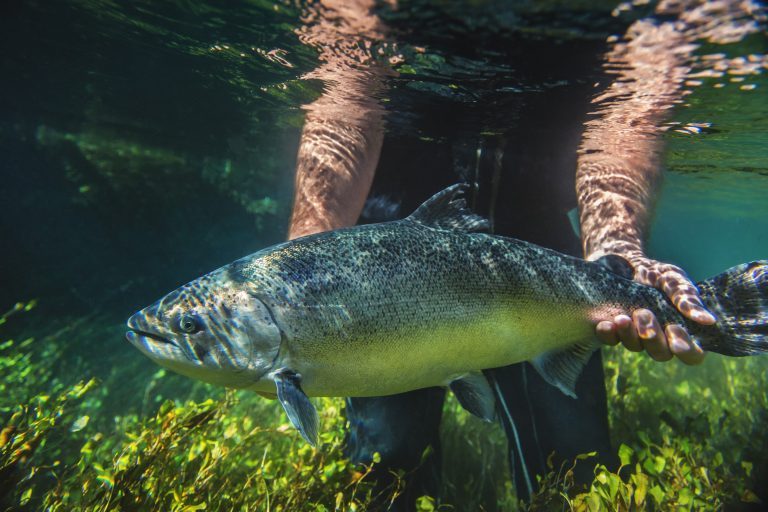 New King salmon NZ research to measure environmental impact (and save industry millions)