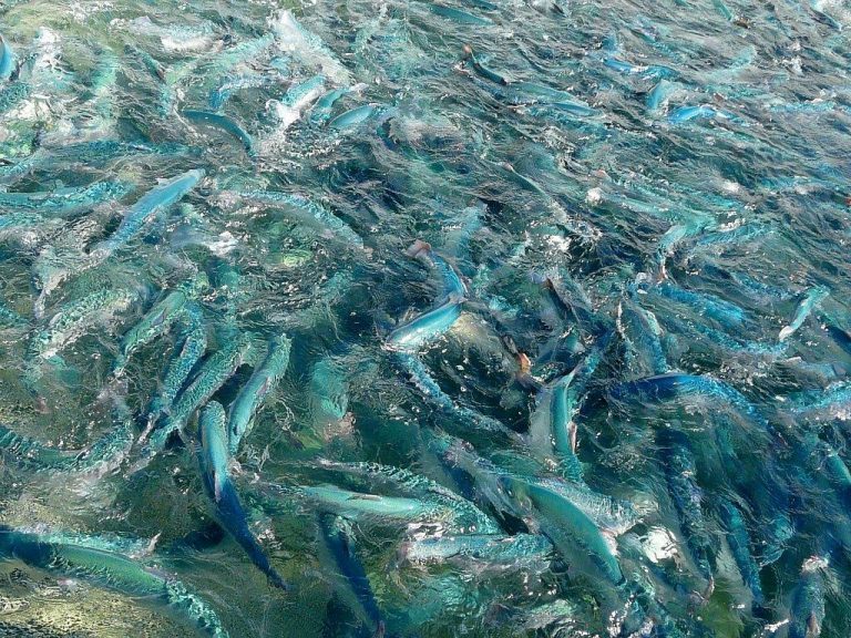 Former Danish Lawyer plans €23mn land-based rainbow trout farm