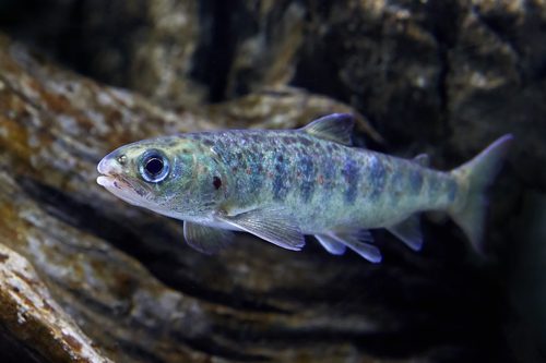 FloatPac flies live salmon parr fingerlings from Scotland to Dubai