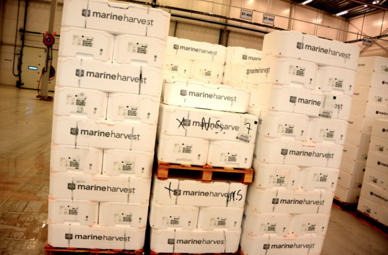 Potential boost of 70,000 tonnes for Marine Harvest after Canadian acquisitions