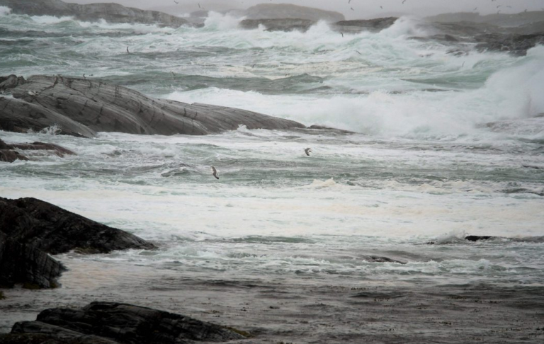 “Significant” escape from Marine Harvest Chile site after fierce storm