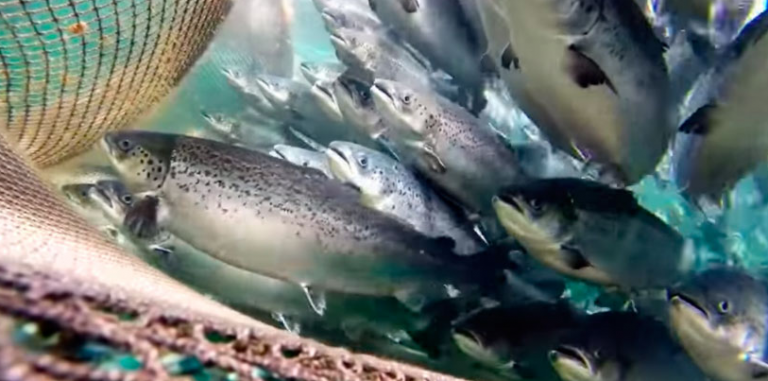 Dead salmon pit proposal in Tasmania town causes upset