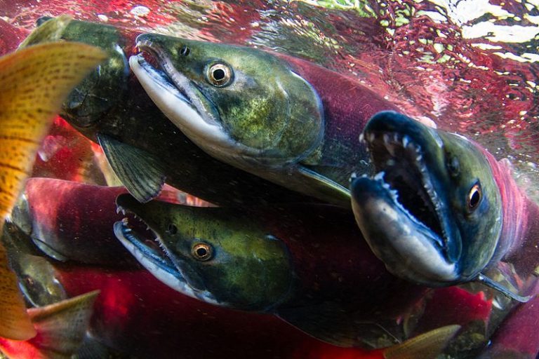 Tossing dead salmon is good for trees, study finds