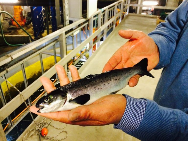 Complex for large-sized smolt will be Marine Harvest’s largest plant