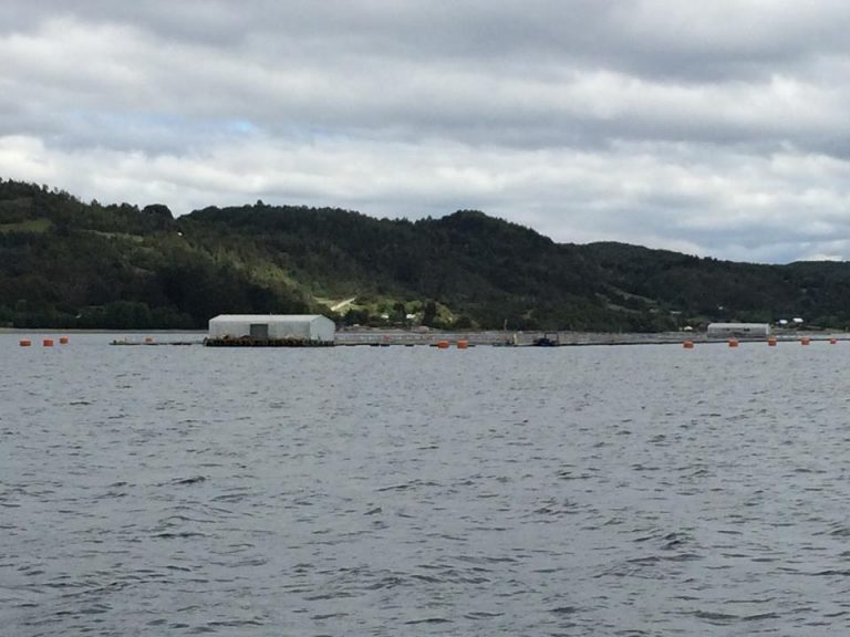 Marine Harvest Chile offering cash reward for every escaped salmon caught